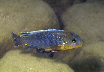 Pseudotropheus sp. 'lucerna blue tanzania' Chiwindi
